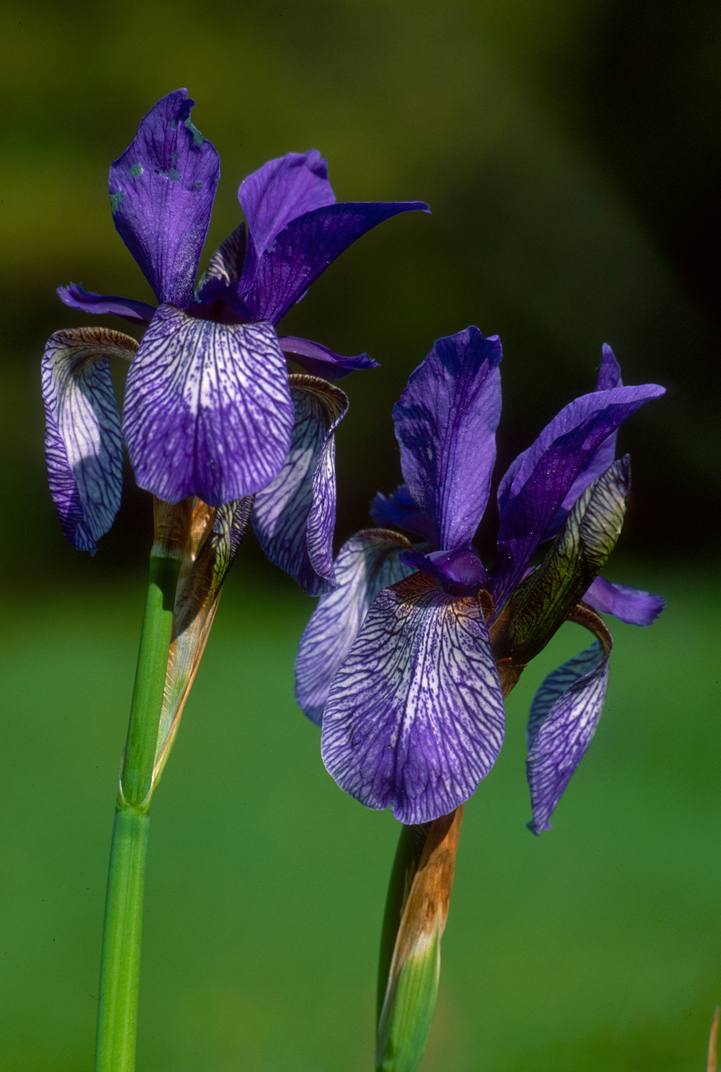 Szibériai nőszirom_UL.jpg